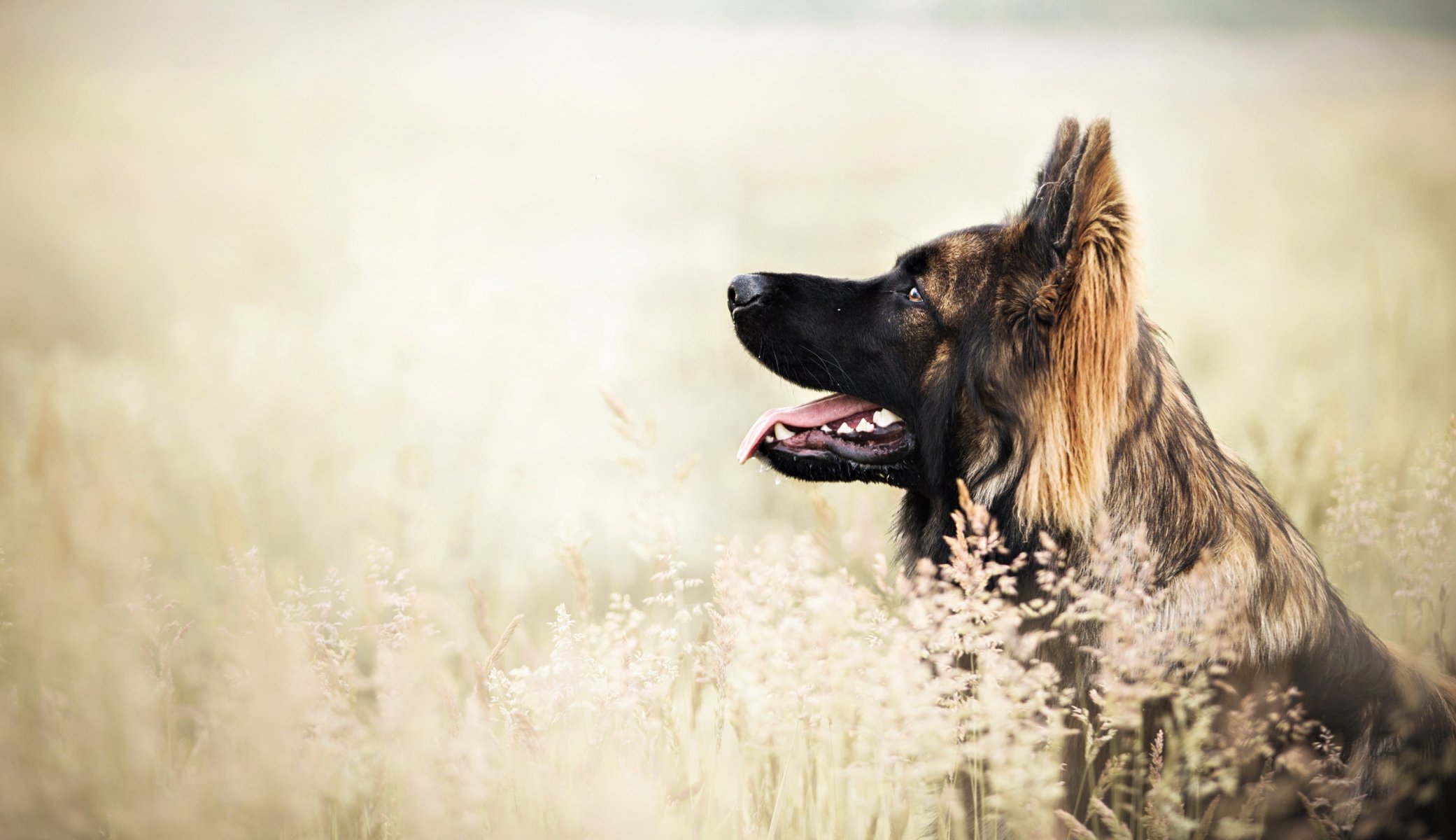 Взыскание ущерба при укусе собаки в Арти